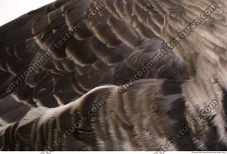 feathers animal 0016